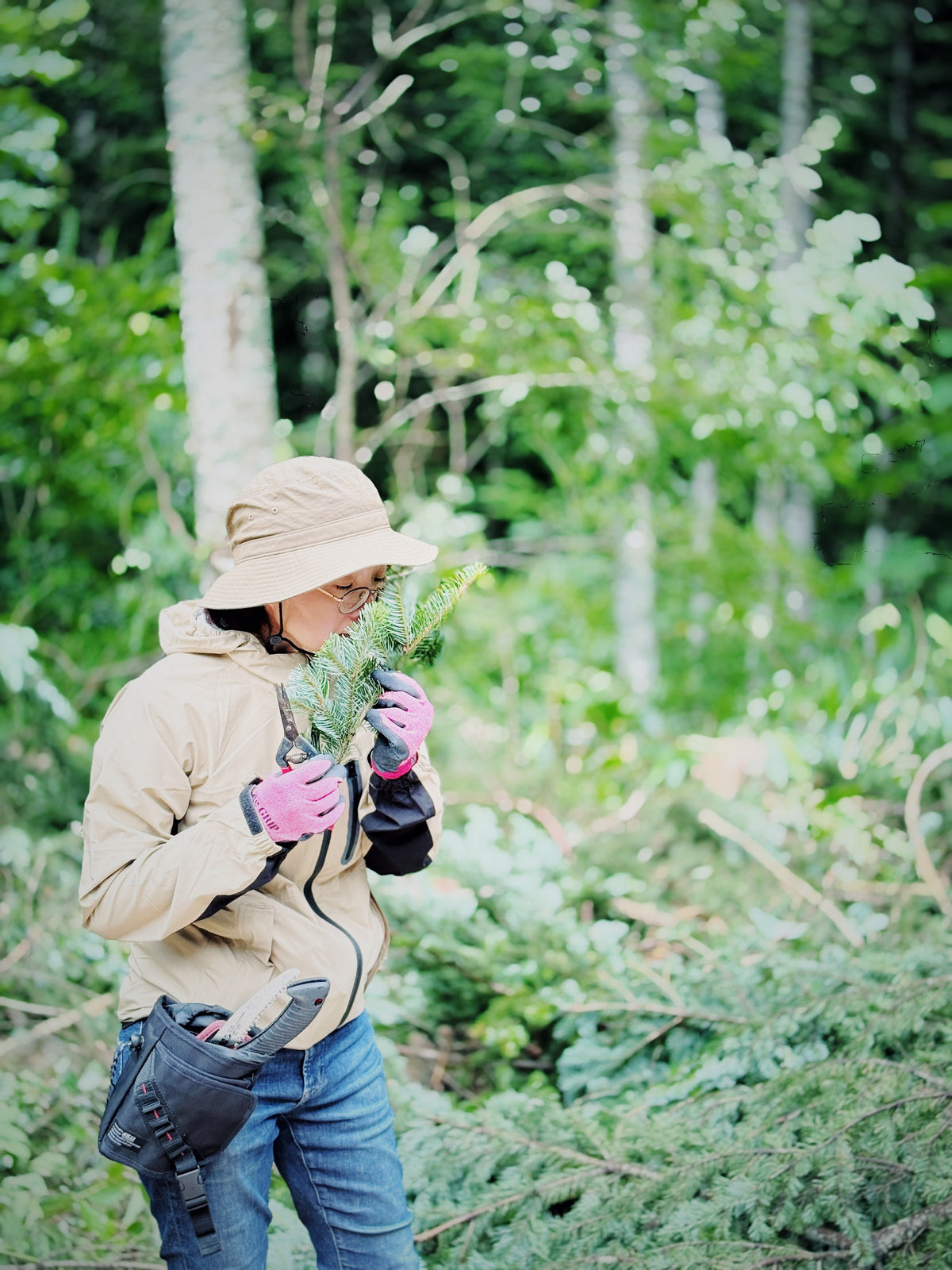 Harvesting Todomatsu spruce branches in a Hokkaido forest - botanical ingredient sourcing for Tankyu Distillery gin